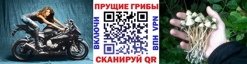OMG ONION Почеп Галлюциногенные грибы GOLDEN TEACHER